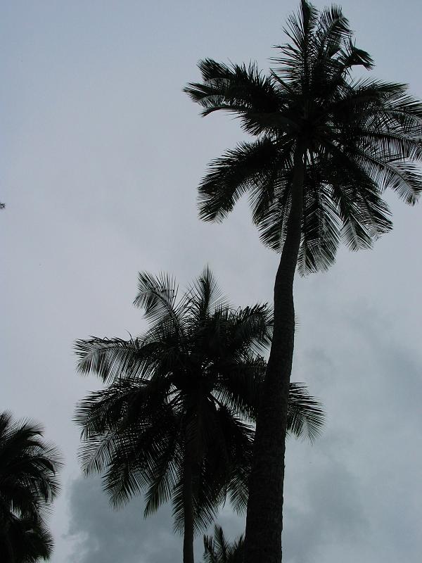 Martinique2003 022 